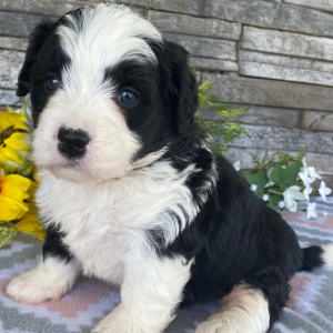 Bernedoodle Puppy Tiffany