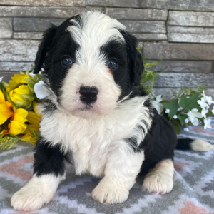 Bernedoodle Puppy Tiffany