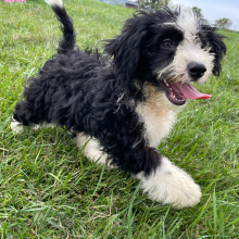 Bernedoodle Puppy Tiffany