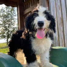 Bernedoodle Puppy Tiffany