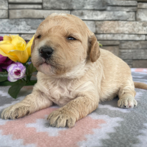 Goldendoodle Puppy Barbara