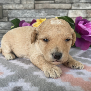 Goldendoodle Puppy Barbara