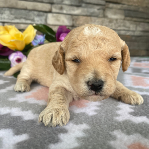 Goldendoodle Puppy Barbara