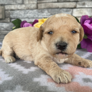 Goldendoodle Puppy Barbara