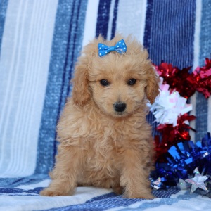 Goldendoodle Puppy Waverly