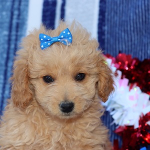 Goldendoodle Puppy Waverly