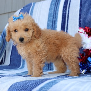 Goldendoodle Puppy Waverly