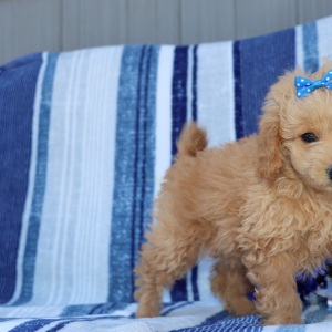 Goldendoodle Puppy Waverly