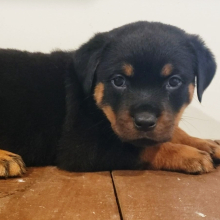 Rottweiler Puppy Golden