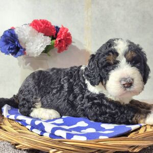 Bernedoodle Puppy Clara