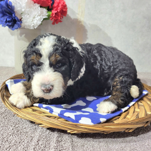 Bernedoodle Puppy Clara