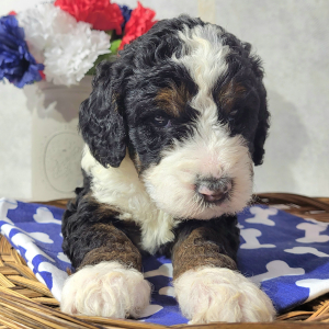 Bernedoodle Puppy Clara