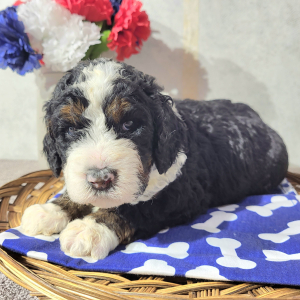 Bernedoodle Puppy Clara