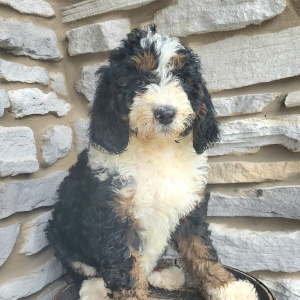 Bernedoodle Puppy Clara