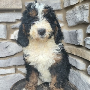 Bernedoodle Puppy Clara