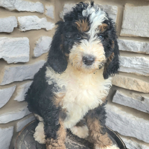 Bernedoodle Puppy Clara