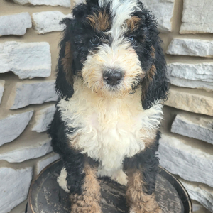 Bernedoodle Puppy Clara