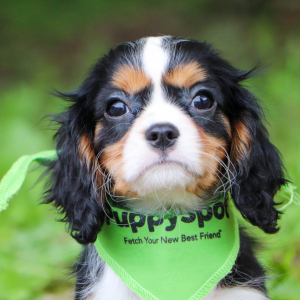 Cavalier King Charles Spaniel Puppy Mahlon
