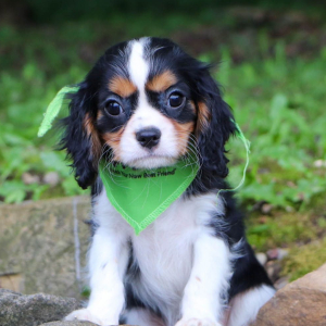 Cavalier King Charles Spaniel Puppy Mahlon