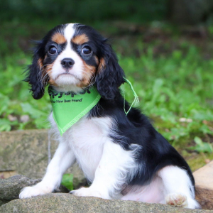 Cavalier King Charles Spaniel Puppy Mahlon
