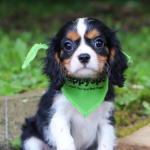 Cavalier King Charles Spaniel Puppy Mahlon
