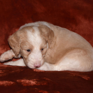 Aussiedoodle Puppy Dixie