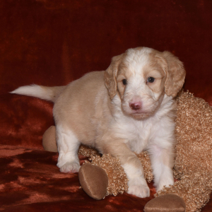 Aussiedoodle Puppy Dixie