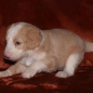 Aussiedoodle Puppy Dixie