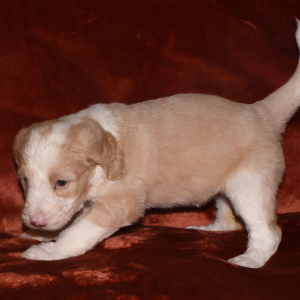 Aussiedoodle Puppy Dixie