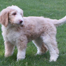 Aussiedoodle Puppy Dixie