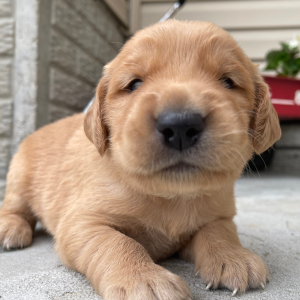 Golden Retriever Puppy Teddy