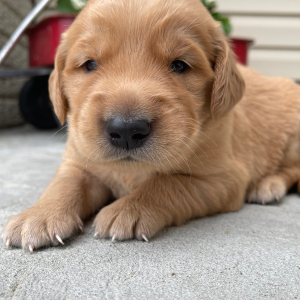 Golden Retriever Puppy Teddy