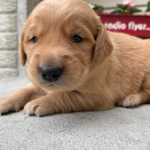 Golden Retriever Puppy Teddy