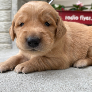 Golden Retriever Puppy Teddy