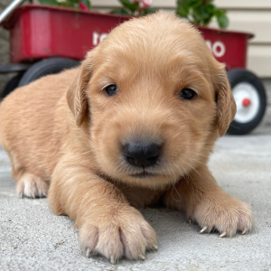 Golden Retriever Puppy Tulip