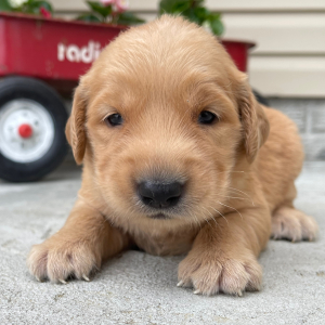Golden Retriever Puppy Tulip