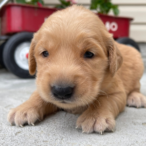 Golden Retriever Puppy Tulip