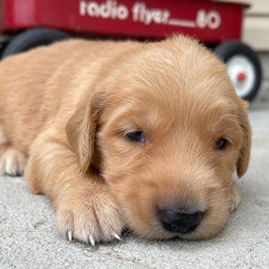 Golden Retriever Puppy Tulip