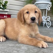 Golden Retriever Puppy Tulip
