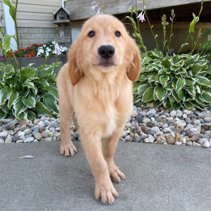 Golden Retriever Puppy Tulip