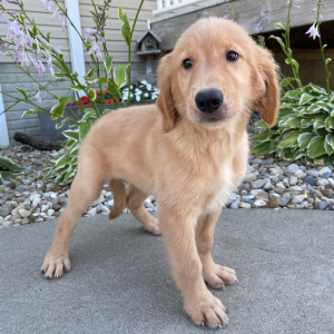 Golden Retriever Puppy Tulip
