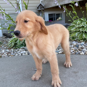 Golden Retriever Puppy Tulip