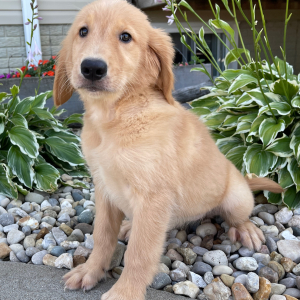 Golden Retriever Puppy Tulip