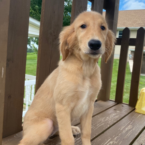 Golden Retriever Puppy Tulip