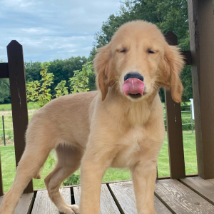 Golden Retriever Puppy Tulip