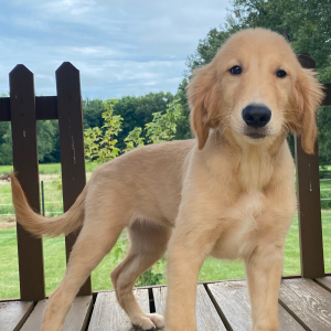 Golden Retriever Puppy Tulip