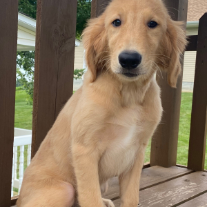 Golden Retriever Puppy Tulip