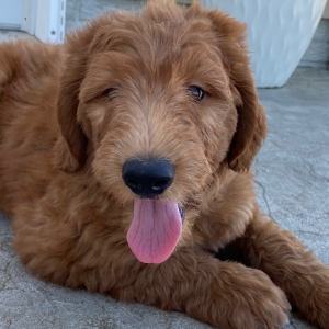 Goldendoodle Puppy Shane