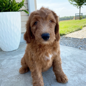 Goldendoodle Puppy Shane