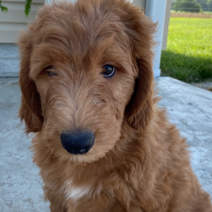 Goldendoodle Puppy Shane